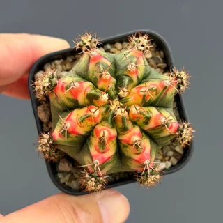 ยิมโนด่าง มัลติคัลเลอร์ ชำหน่อ Gymnocalycium Multicolor แคคตัส กระบองเพชร cactus&succulent