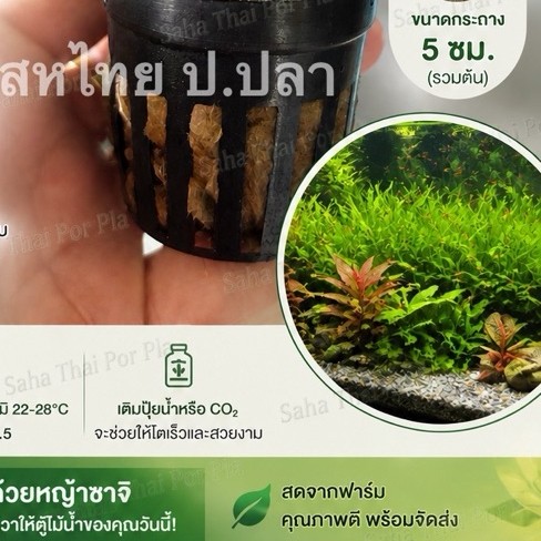 หญ้าซาจิ หรือ Sagittaria subulata เป็นไม้น้ำพื้นตู้ยอดนิยม เลี้ยงง่าย โตไว แตกกอเร็ว ช่วยเพิ่มอ๊อกซิเจน