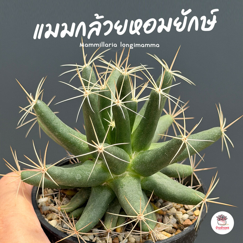 แมมกล้วยหอมยักษ์ Mammillaria longimamma แคคตัส กระบองเพชร cactus&succulent