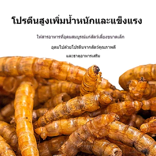 หนอนอบแห้ง แฮมเตอร์ หนอนอาหาร อาหารชูก้า โปรตีนสูงคุณภาพสูง ดูดซึมสารอาหารได้ดี อาหารหนูแฮมเตอร์