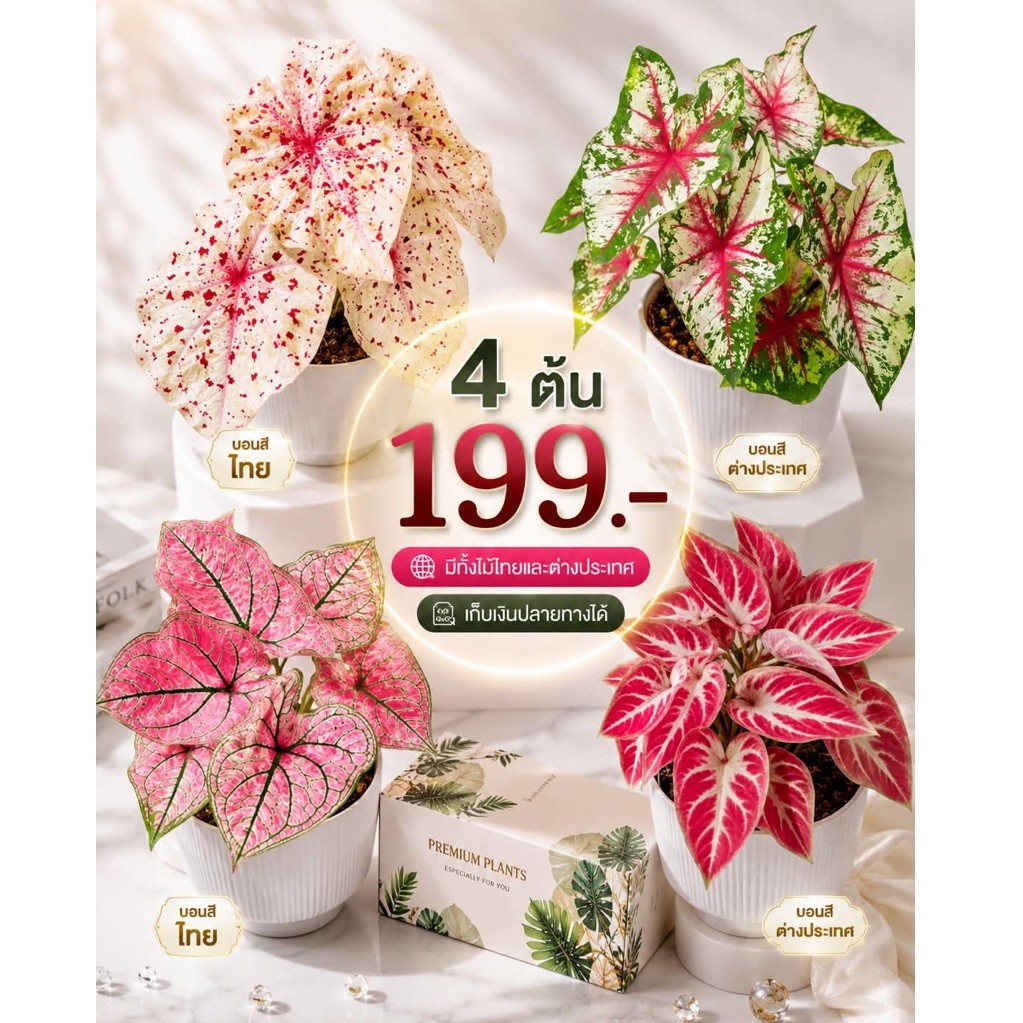 บอนสีคละสายพันธุ์ 4ต้น“กระถาง4นิ้ว”ต้นจริงส่งจริง