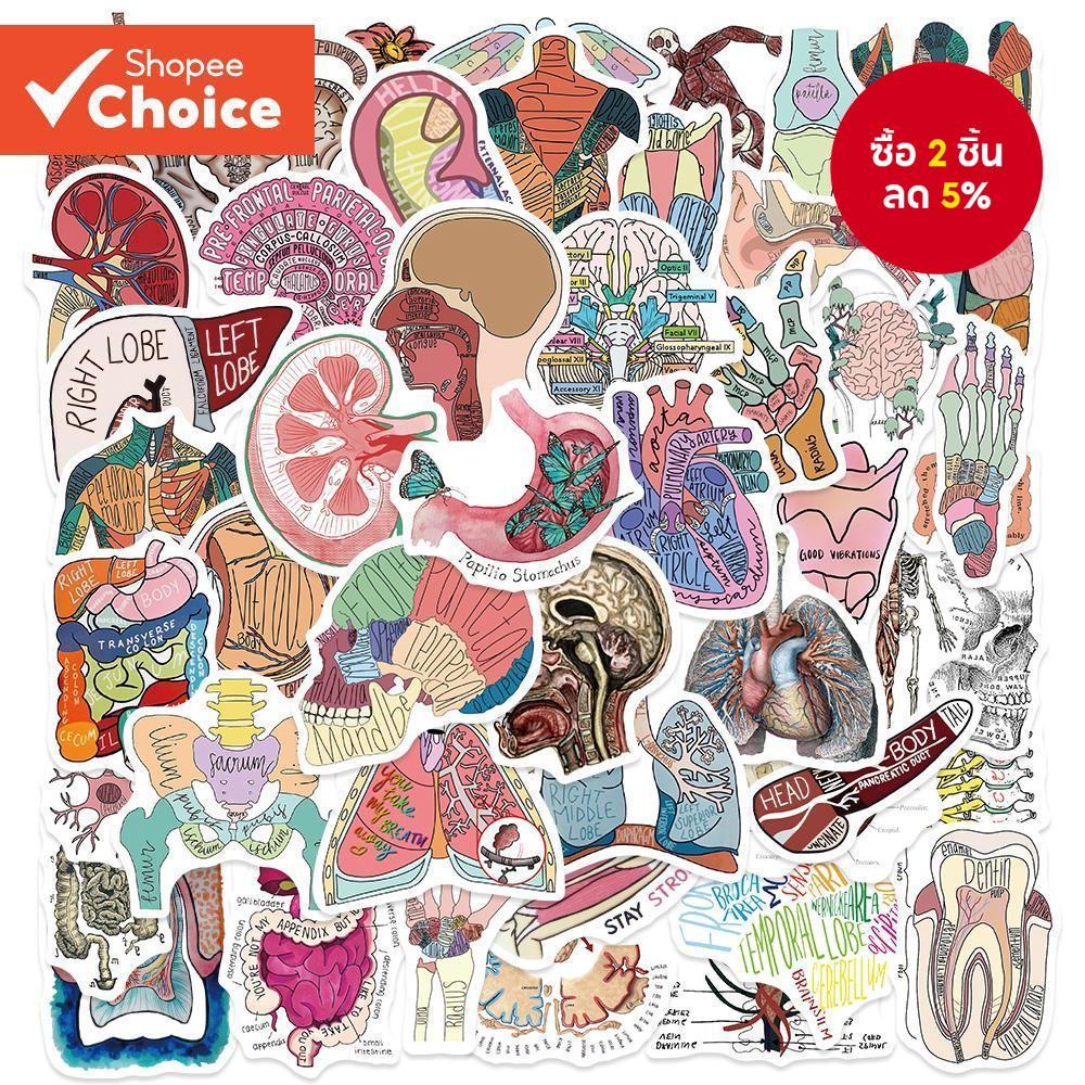 น่ารักมนุษย์ออร์แกน Anatomy สติกเกอร์ 50 ชิ้นสติกเกอร์กันน้ําทางการแพทย์ Graffiti Decals สําหรับแล็ปท็อปจักรยานโทรศัพท์