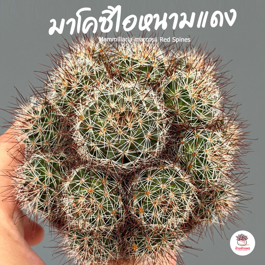แมมมาโคซิไอหนามแดง Mammillaria marcosii Red Spines แคคตัส กระบองเพชร cactus&succulent