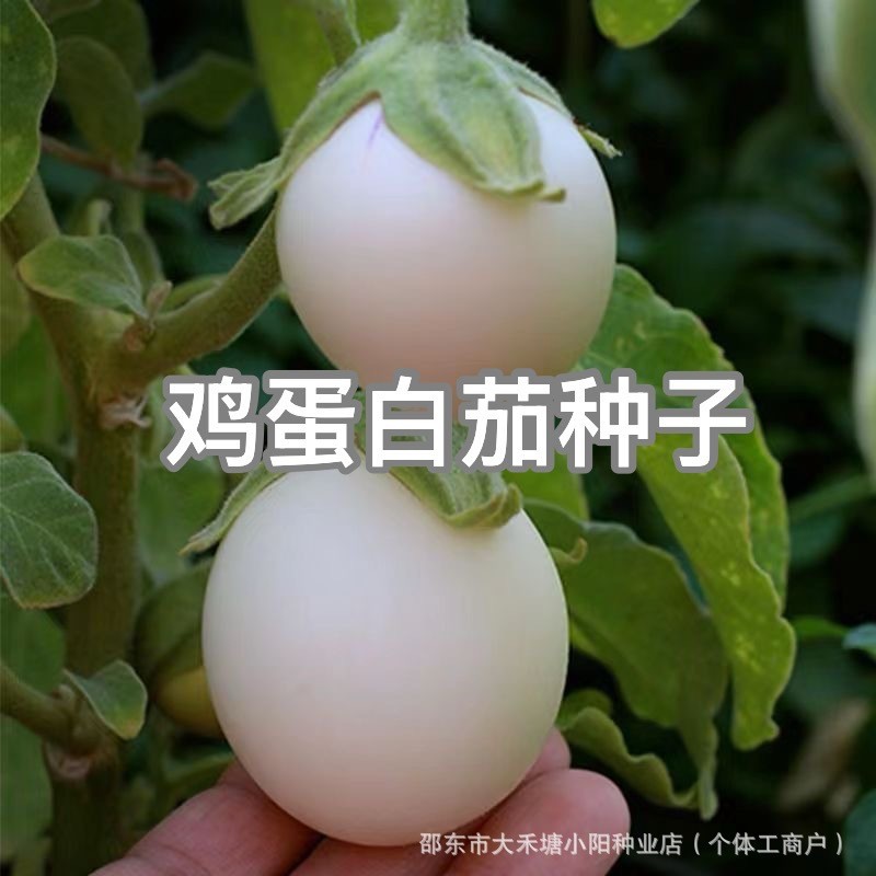 现货鸡蛋白茄种子白茄子籽种圆茄子籽种四季盆栽茄子Chicken eggplant seeds, white eggplant seeds, round eggplant seeds20260525