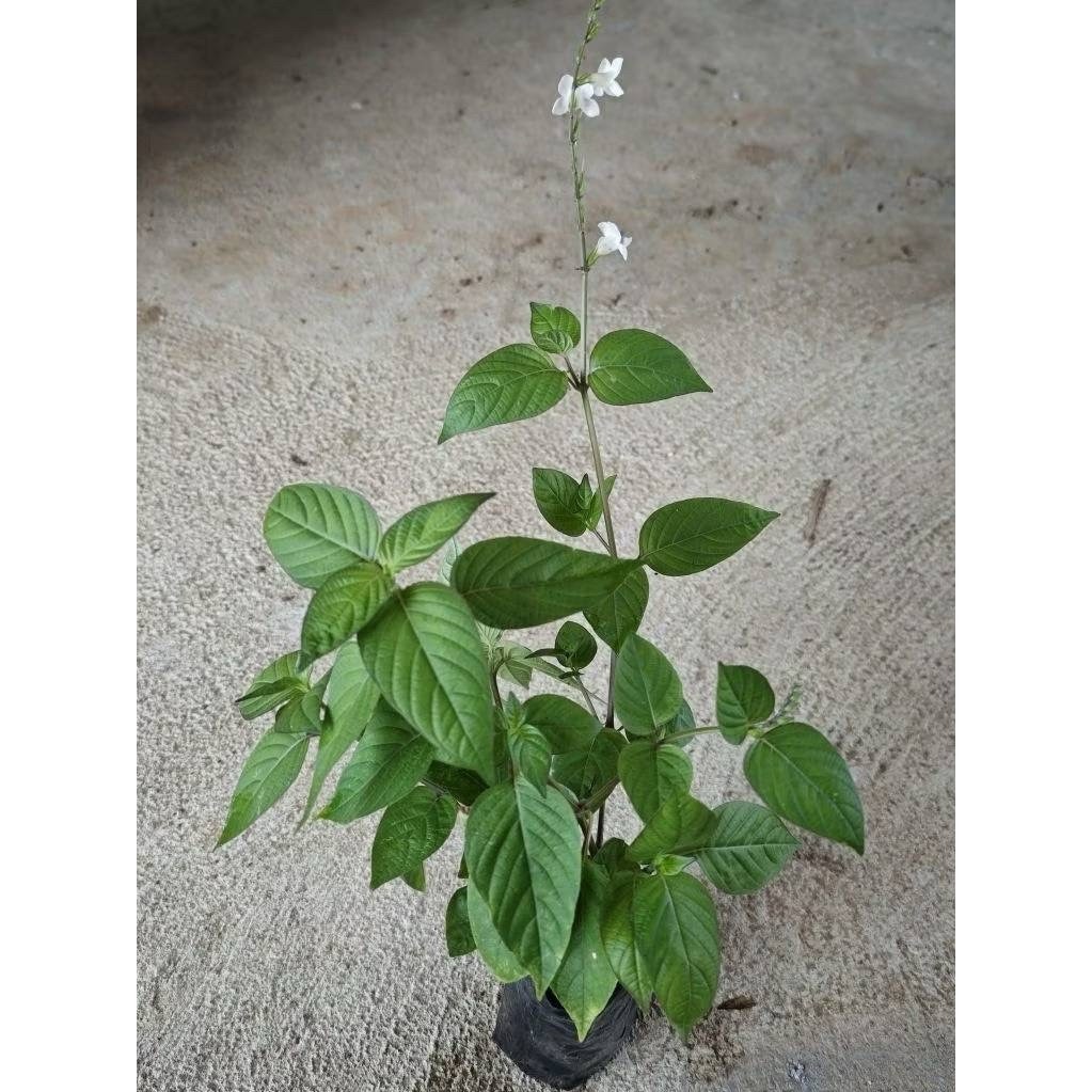 🌱 ต้นอ่อมแซ่บป่า พร้อมปลูก พร้อมแตกยอดใหม่ 5แถม1