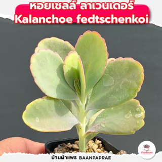 รวมกุหลาบหินและไม้อวบน้ำ หลายสายพันธุ์ ส่งทั้งกระถาง cactus&succulent