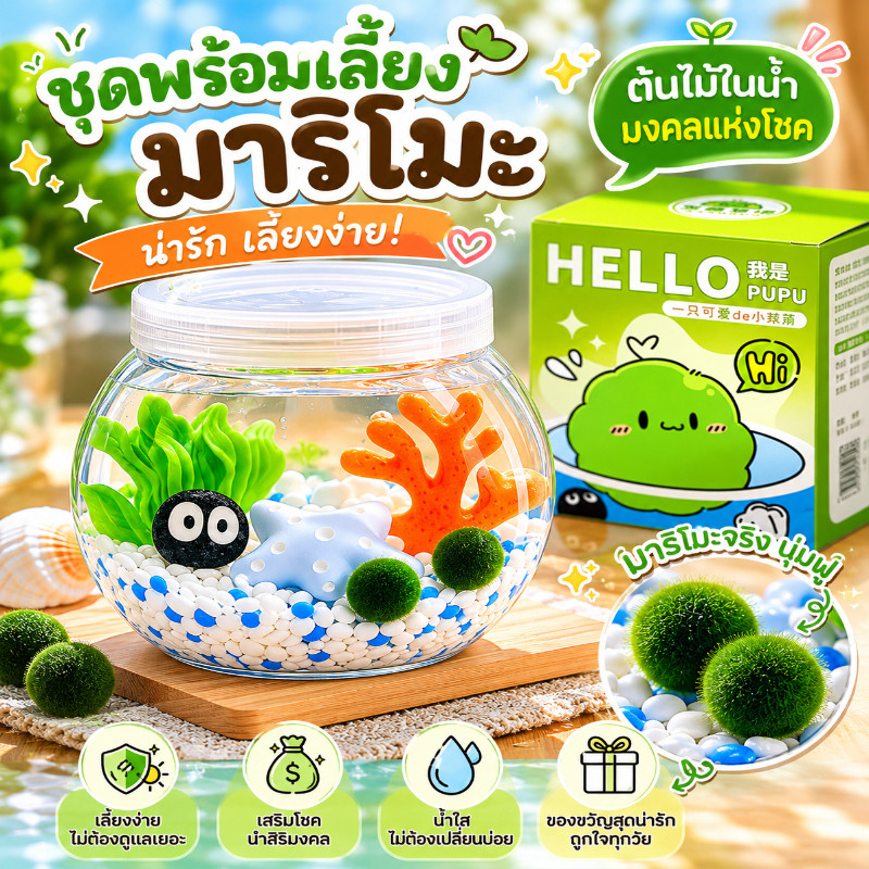 Marimo ชุดพร้อมเลี้ยงมาริโมะ มอสบอลญี่ปุ่น  สายมูต้องมี เลี้ยงง่าย แค่เปลี่ยนน้ำ  โตไว ไม่ต้องใส่อาหาร มอสบอลนำโชค