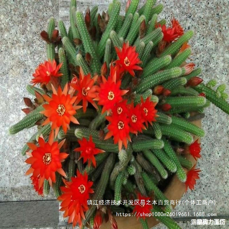 แนะนําคอลัมน์กระบองเพชรไม้จันทน์สีขาวเบ็ดเตล็ด Caterpillar White Horse Blossom Cactus Succulents Cac