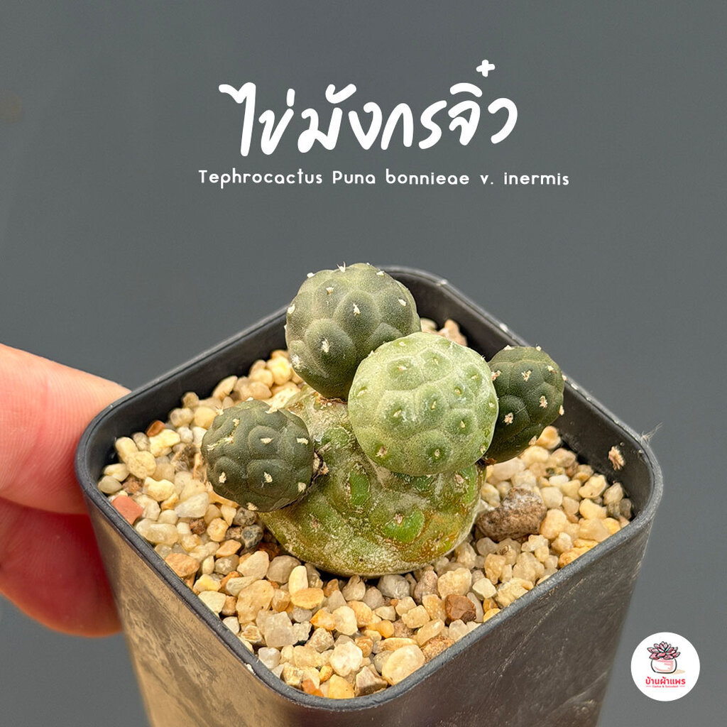 ไข่มังกรจิ๋ว พูน่า บอนเน่ ไร้หนาม Tephrocactus Puna bonnieae v. inermis แคคตัส กระบองเพชร cactus&succulent