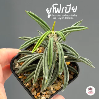 รวมยูโฟเบีย Mix Euphorbia แคคตัส กระบองเพชร ไม้อวบน้ำ cactus&succulent