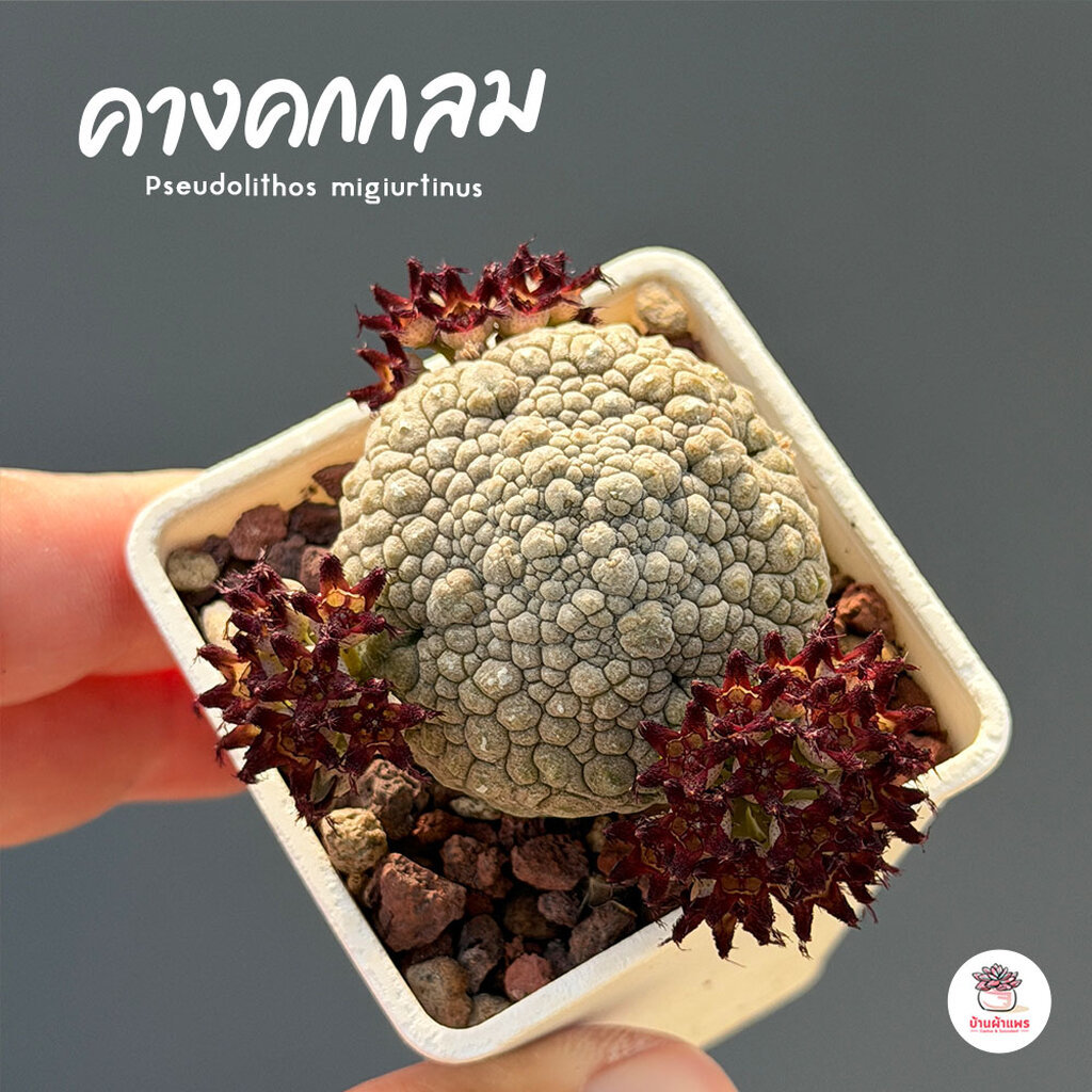 คางคกกลม Pseudolithos migiurtinus แคคตัส กระบองเพชร cactus&succulent
