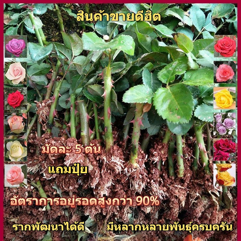 กุหลาบต้นกล้า มัดละ 5 ต้น ครบทุกสี ครบทุกพันธุ์ ออกดอกตลอดปี รากแน่นหนา อยู่รอดได้มากกว่า 90% แถมปุ๋ยฟรี สินค้าขายดีฮิต