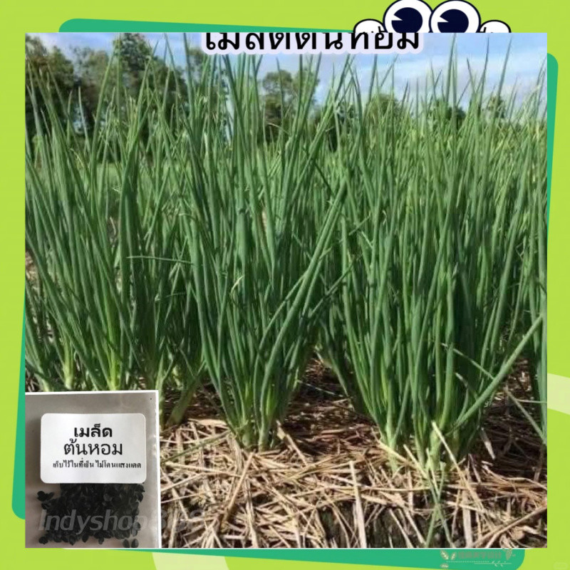 เมล็ดพันธุ์ ต้นหอม 500 เมล็ด หอมแบ่ง คัดพิเศษ ปลูกง่าย โตเร็ว [dahon ng sibuyas seeds]เมล็ดพันธุ์คุณภาพดี อัตรางอกสูง