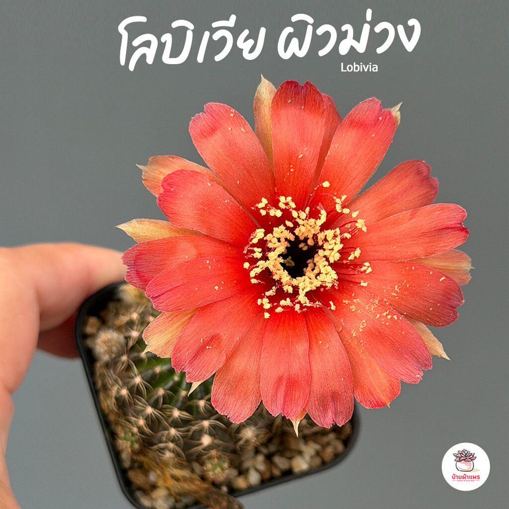 โลบิเวีย ผิวม่วง Lobivia แคคตัส กระบองเพชร cactus&succulent