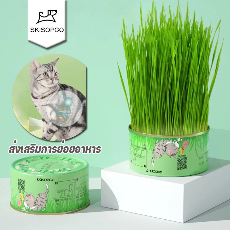 SKISOPGOต้นหญ้าแมวพร้อมทาน หญ้าแมว เมล็ดข้าวสาลี เมล็ดพันธุ์คุณภาพ กระป๋องอลูมิเนียม อัตราการงอกสูง