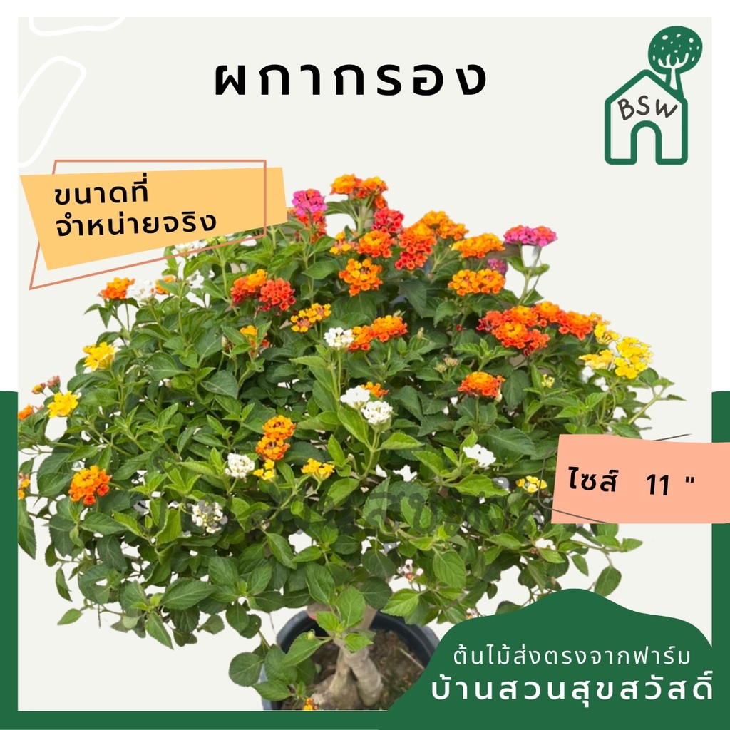 ผกากรอง ไม้แดด ดอกสีสันสดใส กระถาง 11 นิ้ว