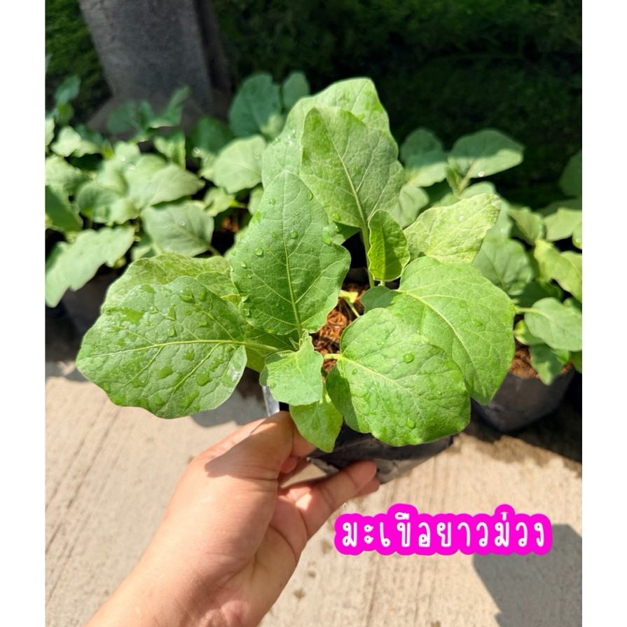 ต้นกล้ามะเขือ พร้อมปลูก