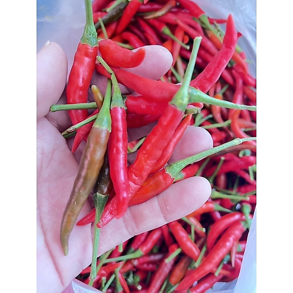 พริกจินดาสด ปลอดสาร สดจากสวน เผ็ดหอม แพ็คดี ส่งไว