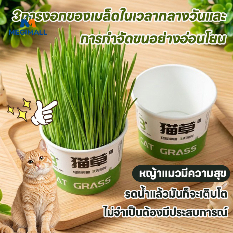 พร้อมส่ง😻😻หญ้าแมว ออร์แกนิค ชุดปลูกข้าวสาลี ชุดหญ้าแมว ถาดเพาะต้นอ่อน ชุดปลูกข้าวสาลีแมว