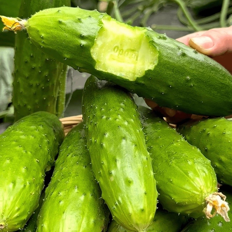 Cucumber Seeds, New Seeds, 30 Seeds Per Packet. แตงกวา ผักทานสด สวนครัว เหมาะแก่การทำสวน Cucumber Vegetable