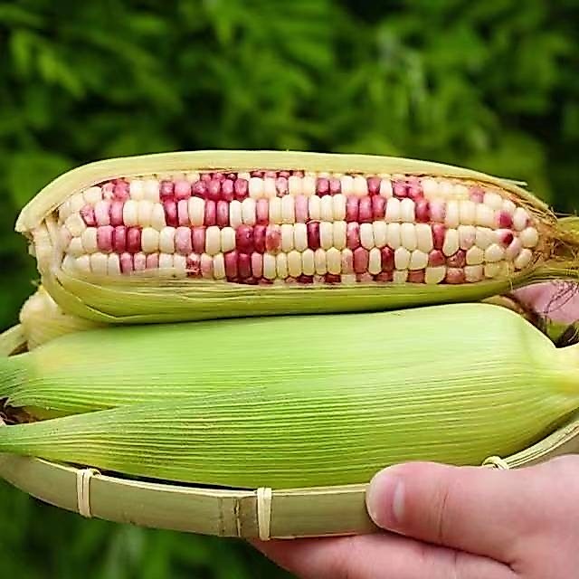 เมล็ดข้าวโพด 2 สี ข้าวเหนียวสีขาว-ม่วง 10 เมล็ด