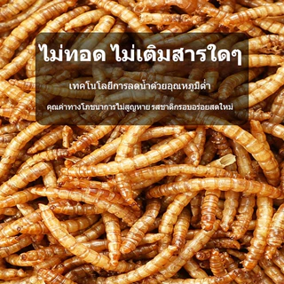 หนอนอบแห้ง แฮมเตอร์ หนอนอาหาร อาหารชูก้า โปรตีนสูงคุณภาพสูง ดูดซึมสารอาหารได้ดี อาหารหนูแฮมเตอร์