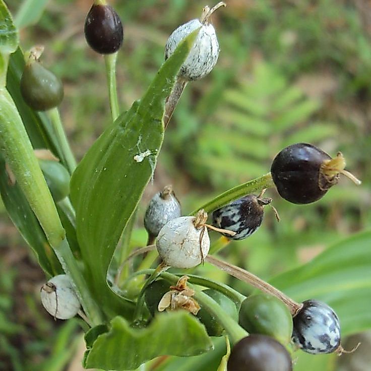 15 เมล็ด ลูกเดือย (Millet) job's tears