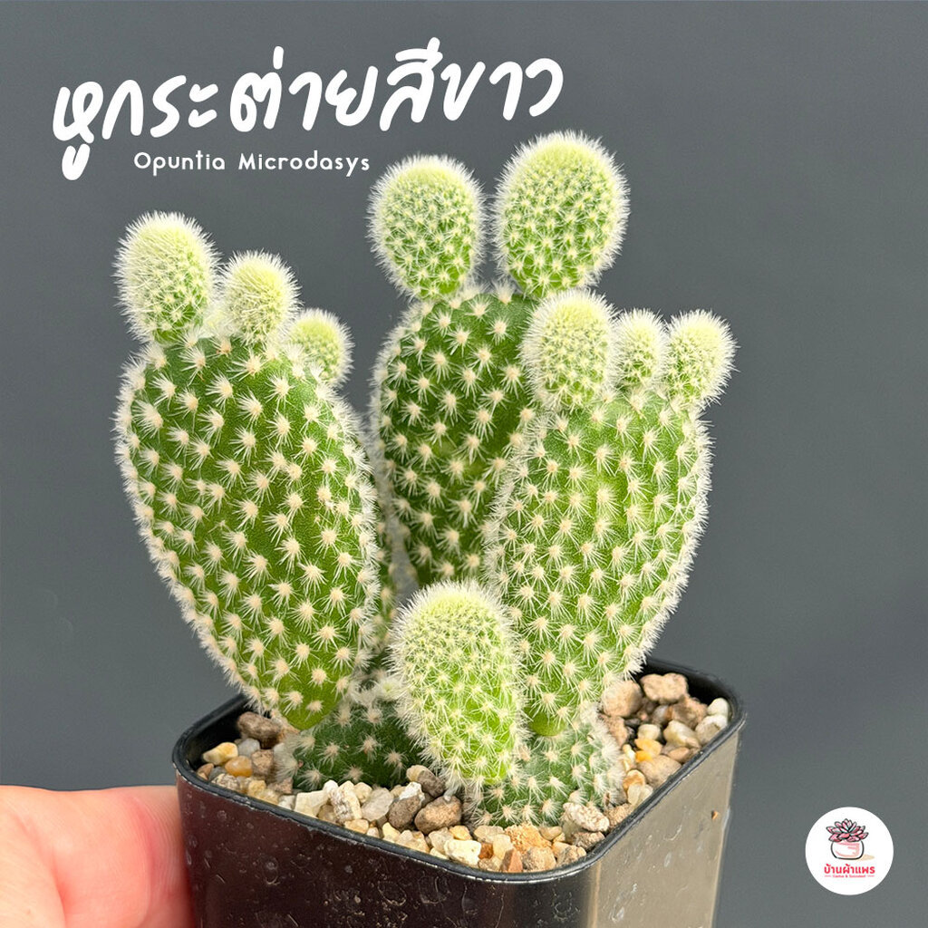 หูกระต่ายสีขาว Opuntia Microdasys ไม้อวบน้ำ กุหลาบหิน cactus&succulent