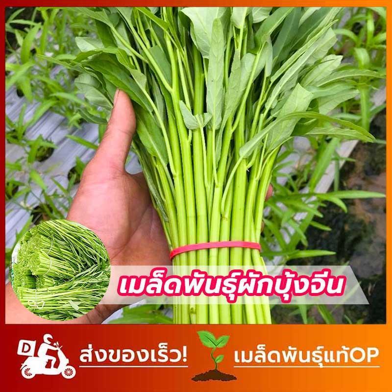 เมล็ดพันธ์ุผักบุ้งจีน ผักบุ้ง ผักสวนครัว 100 เมล็ด