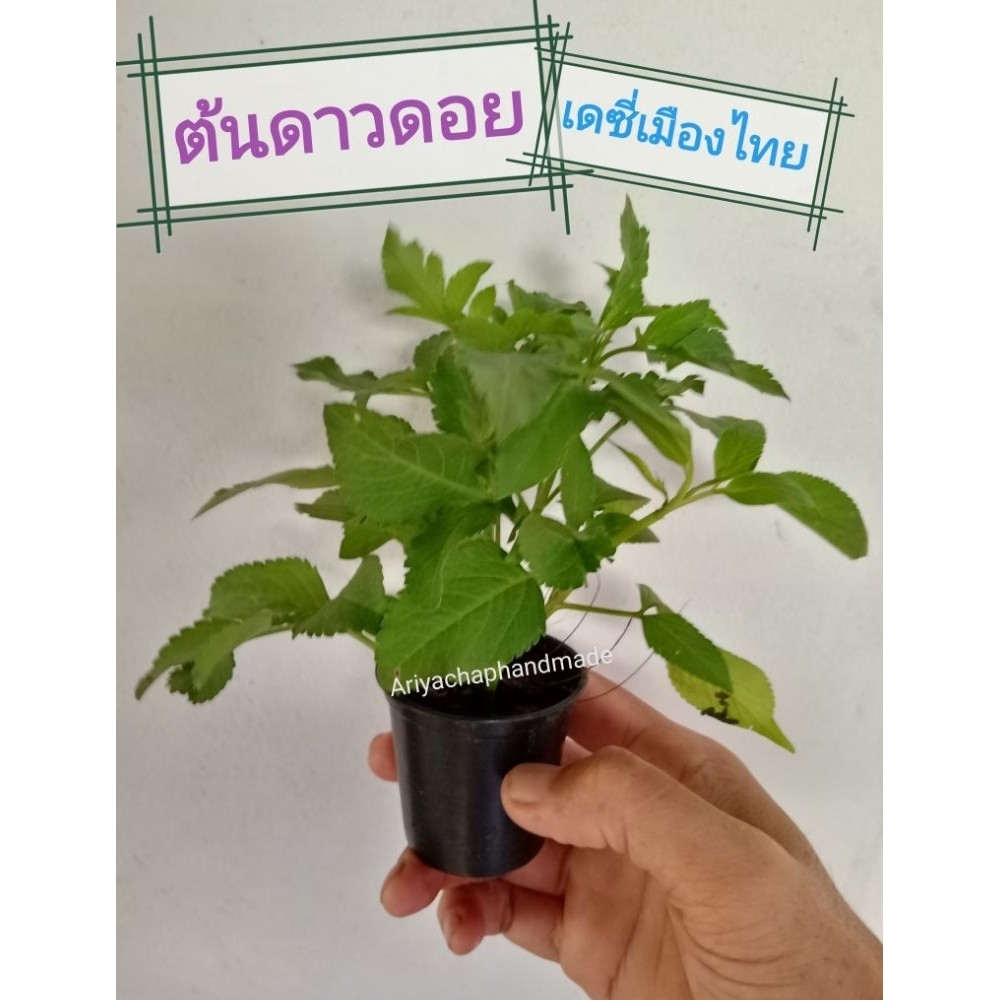 ต้นดาวดอย ปืนนกไส้ 🌿(เดซี่เมืองไทย)🌿กระถาง2นิ้วมีรากเดินพร้อมปลูก