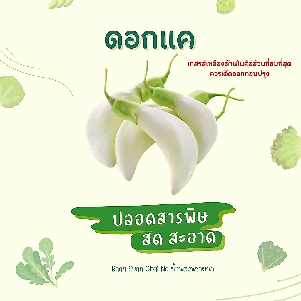 พร้อมส่ง💥 ดอกแคสด คัดใหม่จากสวน 🌿