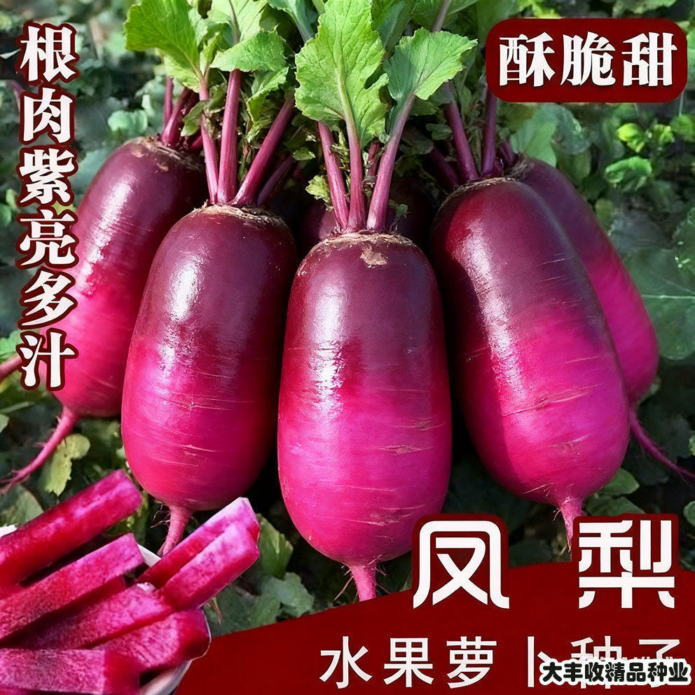 现货脆甜凤梨水果萝卜种子紫美人婕美潍县青水果萝卜四季阳台盆栽种子Crisp and sweet pineapple fruit radish seeds, Purple Beauty Jiemei20