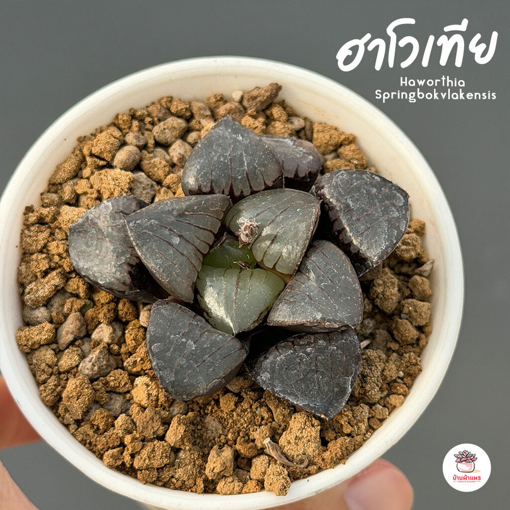 ฮาโวเทีย สีม่วง Haworthia Springbokvlakensis ไม้อวบน้ำ กุหลาบหิน cactus&succulentหลากหลายสายพันธุ์