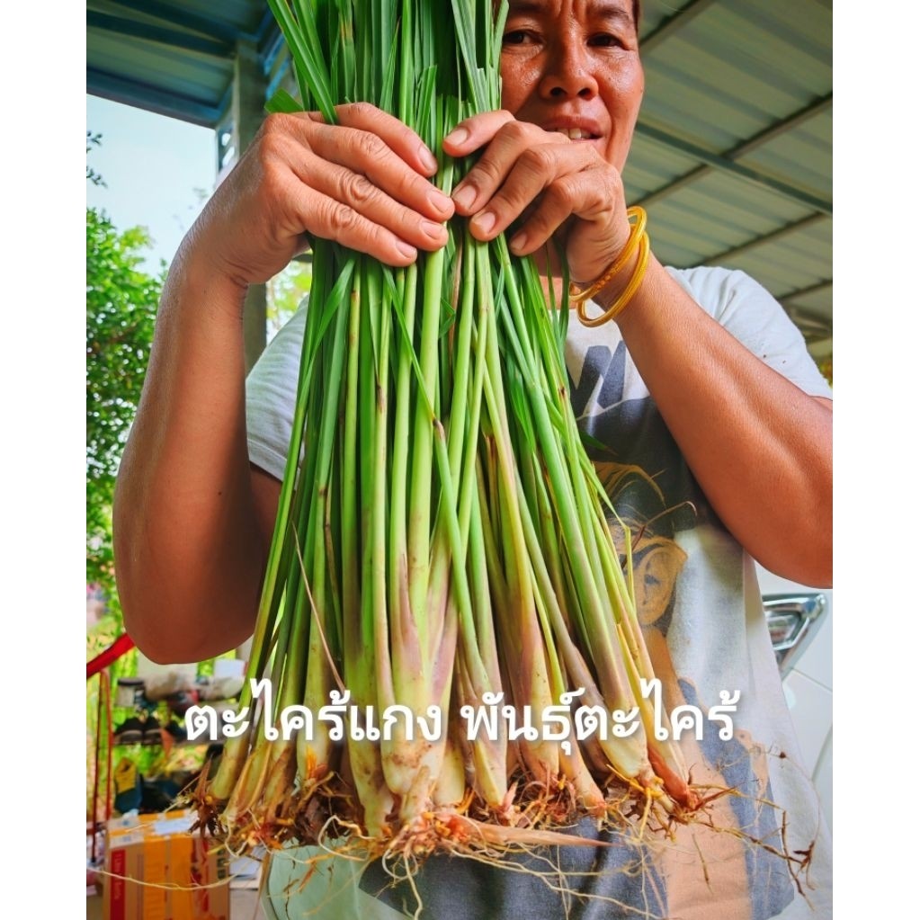 พันธุ์​ตะไคร้​แกงคัดเกรดA พันธุ์​ตะไคร้​  (1​ ชุด​ 50​ ต้น)​