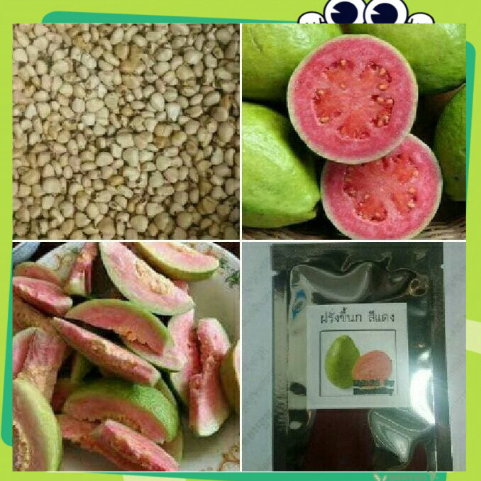 เมล็ดพันธุ์ฝรั่งขี้นกเนื้อแดงบรรจุ 30 เมล็ด เพาะโดยกลบเมล็ดลึก1-2ซม.(Guava Seeds)อัตรางอกสูง พันธุ์แท้ โตไว
