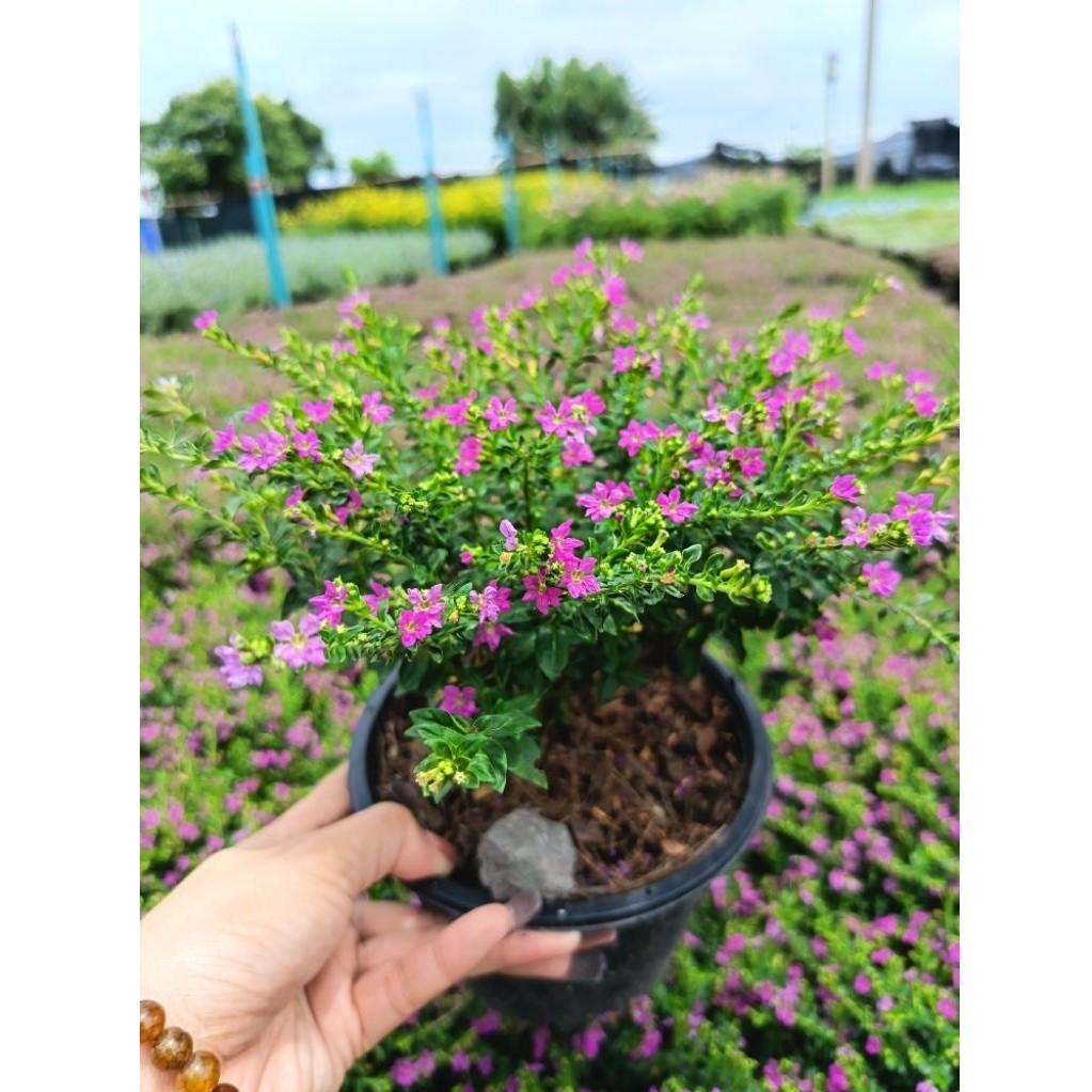หลิวไต้หวัน “สีม่วงอมชมพู” (Elfin Herb หรือ False Heather) เป็นไม้คลุมดินขนาดเล็กที่ออกดอกตลอดปี เลี้ยงง่าย โตไว