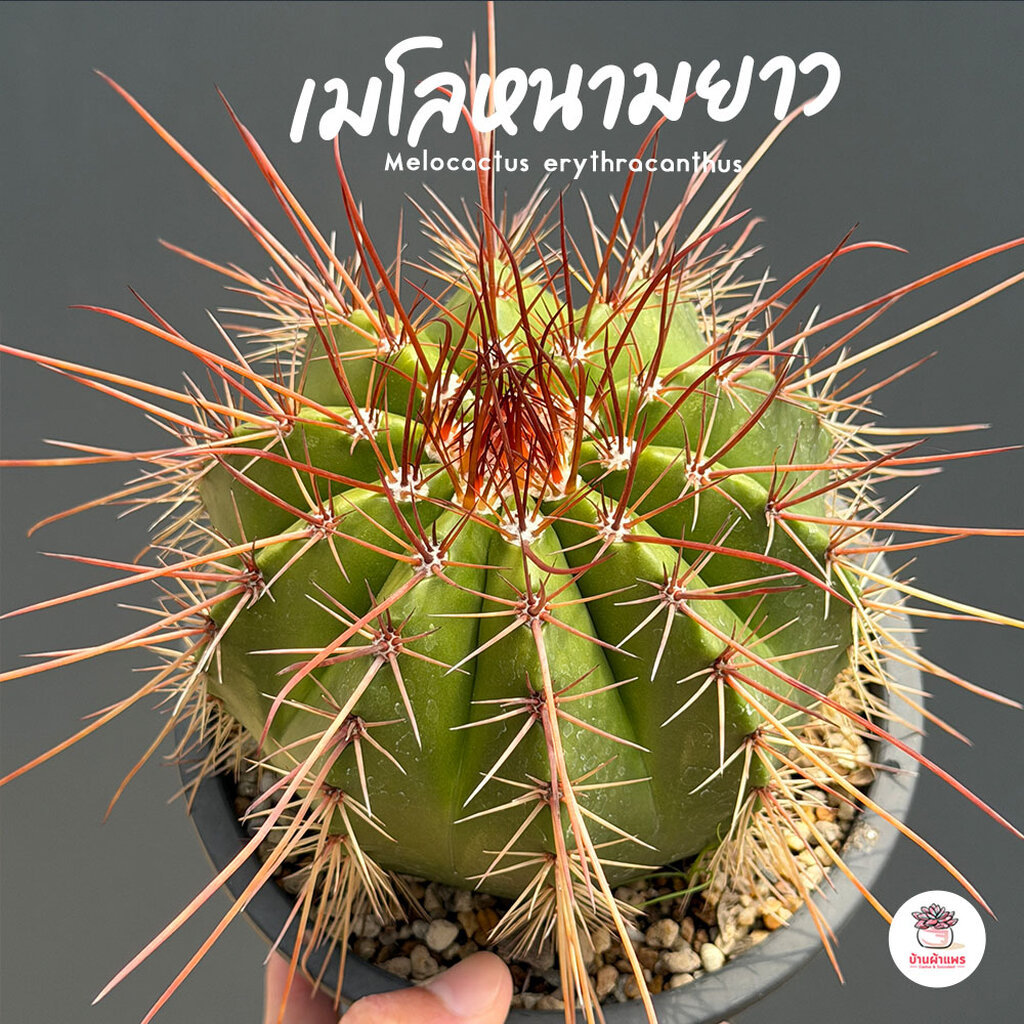 เมโลหนามยาว Melocactus erythracanthus แคคตัส กระบองเพชร cactus&succulent