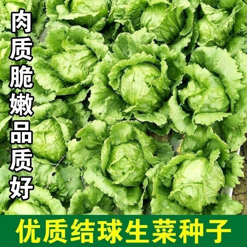 现货结球生菜种子球生菜种籽圆生菜四季盆栽春夏秋季农家蔬菜种籽种孑ball lettuce seed ball lettuce seed round lettuce four20260611