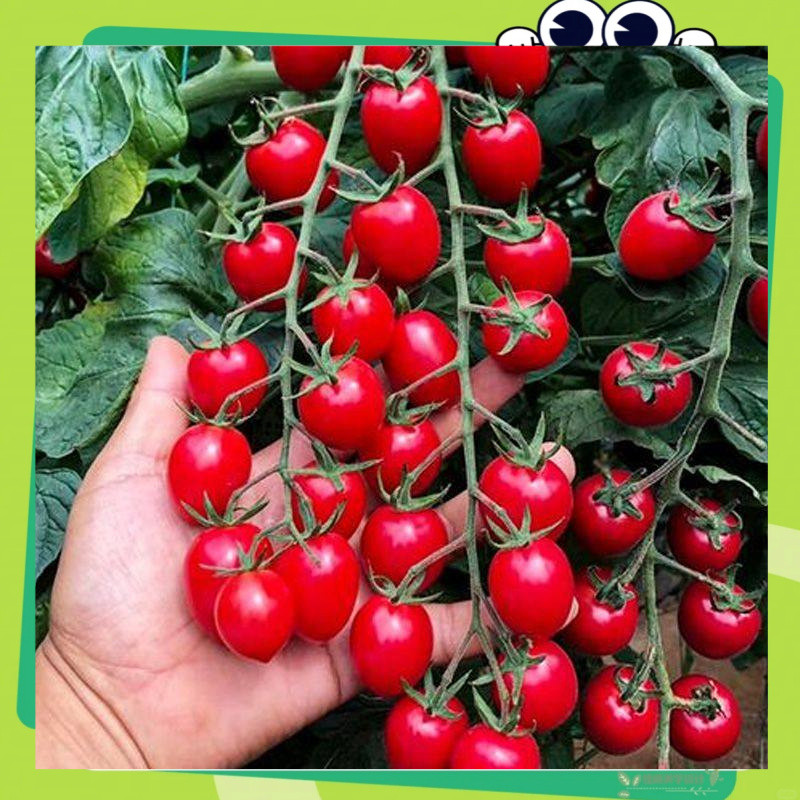 เมล็ดพันธุ์มะเขือเทศราชินี 200 เมล็ด(tomatoes seeds)เมล็ดพันธุ์คุณภาพดี อัตรางอกสูง พันธุ์แท้ โตไว