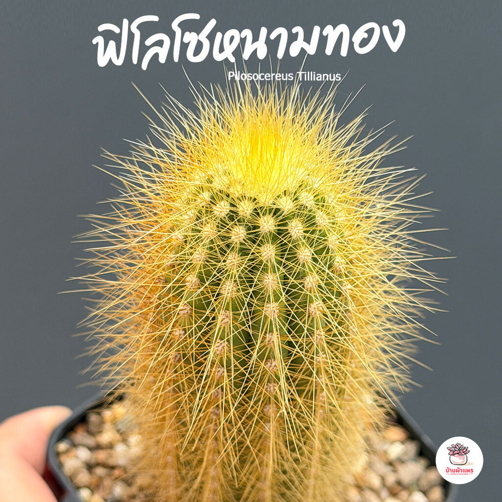 ฟิโลโซหนามทอง Pilosocereus Tillianus แคคตัส กระบองเพชร cactus&succulent