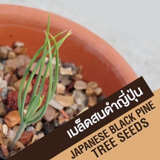 (ล็อต 29/05/69) เมล็ดสนดำญี่ปุ่น ต้นสนดำญี่ปุ่น เมล็ดใหม่ บอนไซ