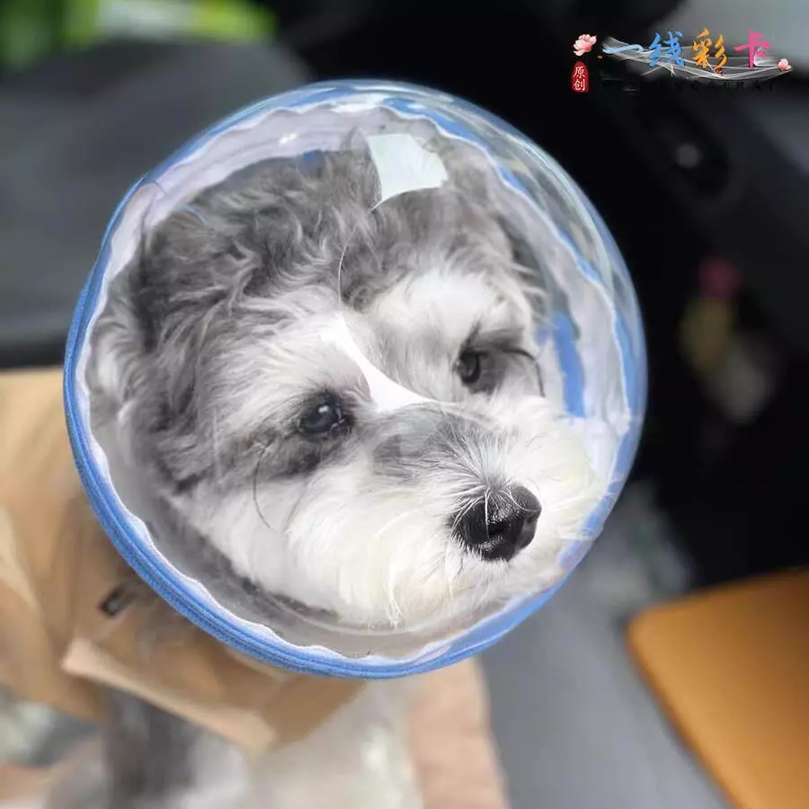 หมวกกันเลีย ปลอกคอกันเลีย สุนัข Space Headgear 20260523 thumbnail 3