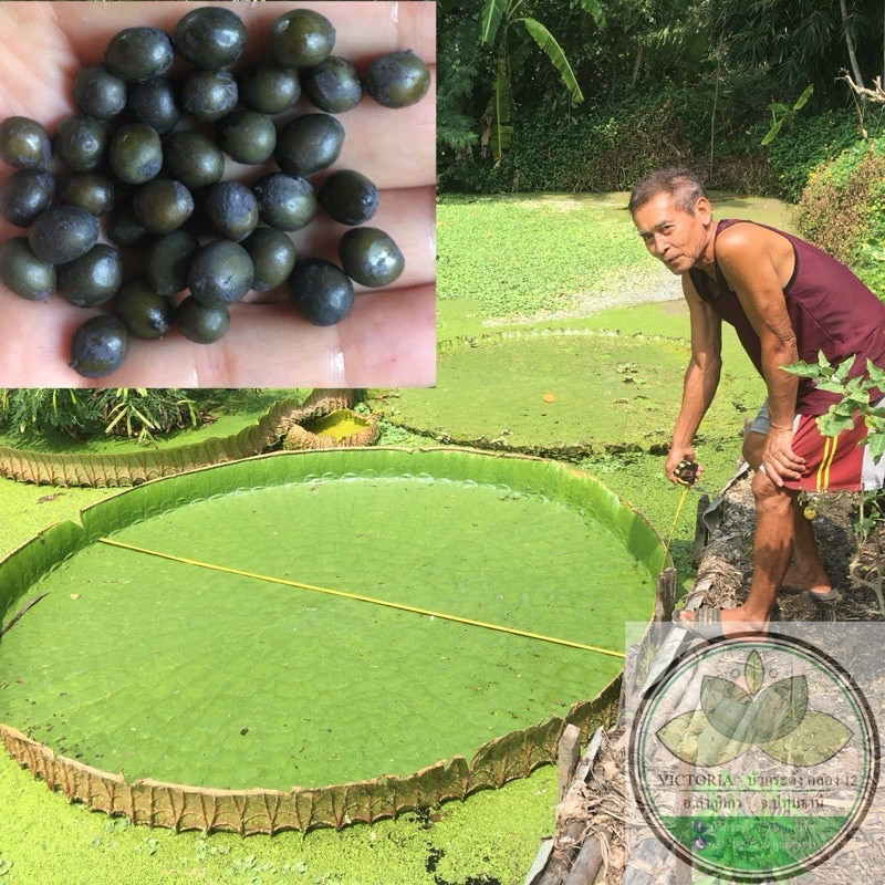 เมล็ดบัวกระด้ง เมล็ดบัววิคตอเรีย เมล็ดบัวยักษ์ 40 เมล็ด (VICTORIA AMAZONICA) พร้อมคู่มือในการเพาะ เจ้าของสวนขายเอง