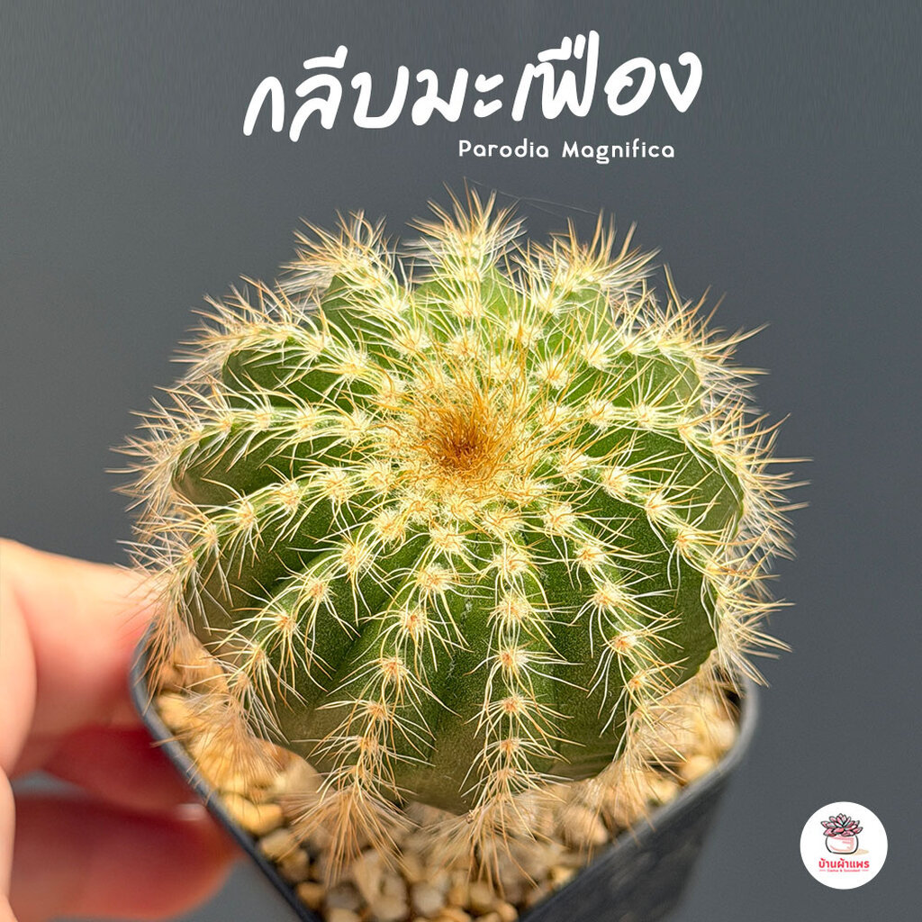 Parodia magnifica กลีบมะเฟือง ฟอร์มกอ แคคตัส กระบองเพชร