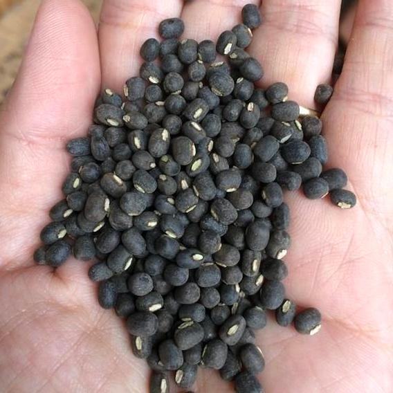 เมล็ดถั่วแขกดำ 900g. สำหรับเพาะงอก Black mungbean ถั่วดำเพาะงอก ถั่วเขียวผิวดำ ถั่วใหม่