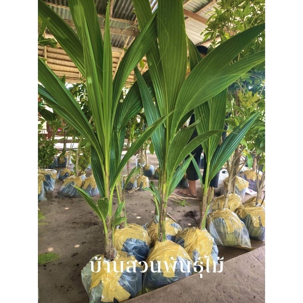 ต้นมะพร้าวน้ำหอมเตี้ย บ้านแพ้ว ต้นถุงชำ สูง 110-130 ซม.