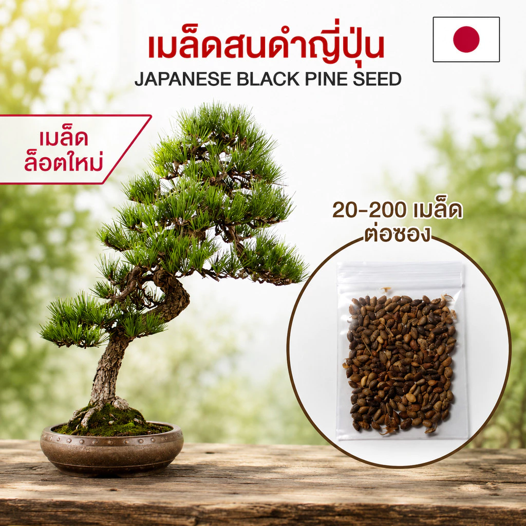 (ล็อต 29/05/69) เมล็ดสนดำญี่ปุ่น ต้นสนดำญี่ปุ่น เมล็ดใหม่ บอนไซ