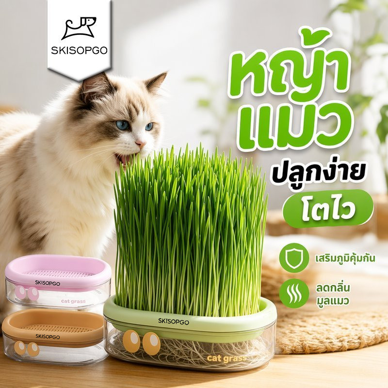 SKISOPGO หญ้าแมว ชุดปลูกหญ้าแมว ไฮโดรโปนิกส์ ปลูกง่าย โตไว ขับขน ลดขนอุดตัน แมวกินได้ ปลูกในบ้าน