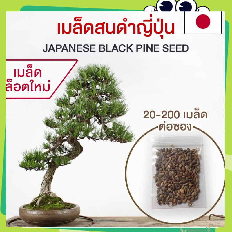 เมล็ดสนดำญี่ปุ่น  ต้นสนดำ เมล็ดสนดำ สนดำญี่ปุ่น บอนไซ(Pinus  Tree Bonsai Seeds)อัตรางอกสูง พันธุ์แท้