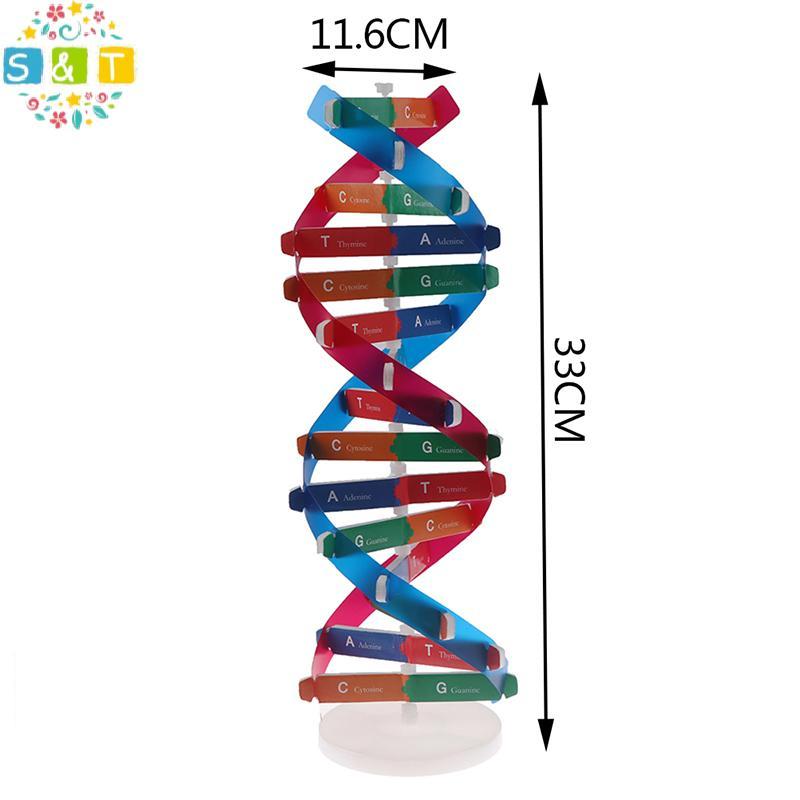 [S&T] Human Genes DNA Models Double Helix ของเล่นวิทยาศาสตร์การสอนการเรียนรู้การศึกษาของเล่น {th}